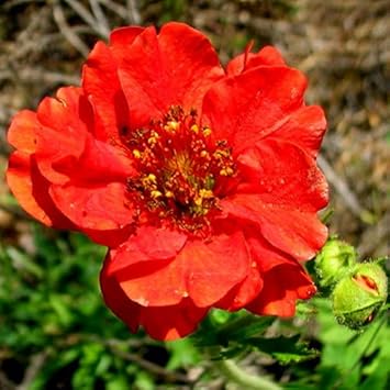 Geum Flower Seeds for Planting 100 -Hierloom Flower Seeds - Flower for planting in home garden